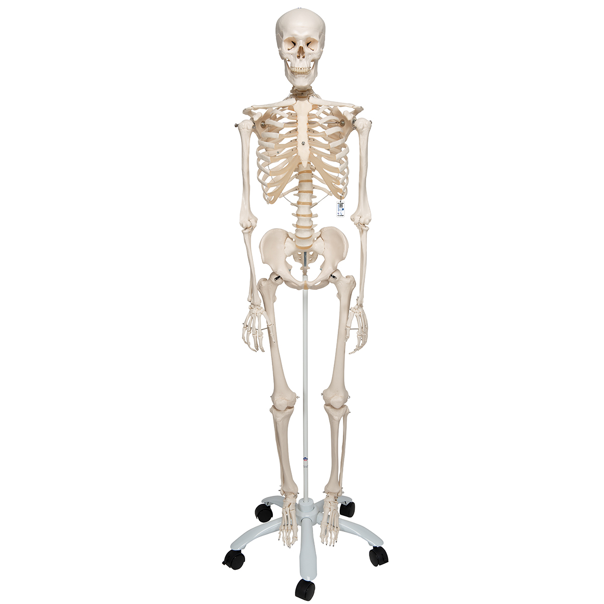 Human Skeleton Model